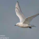 Ivory Gull