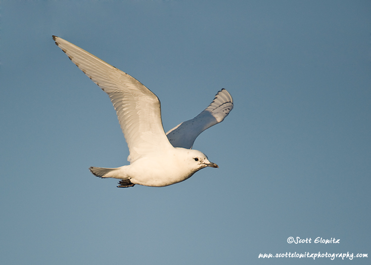 Ivory Gull