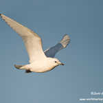 Ivory Gull