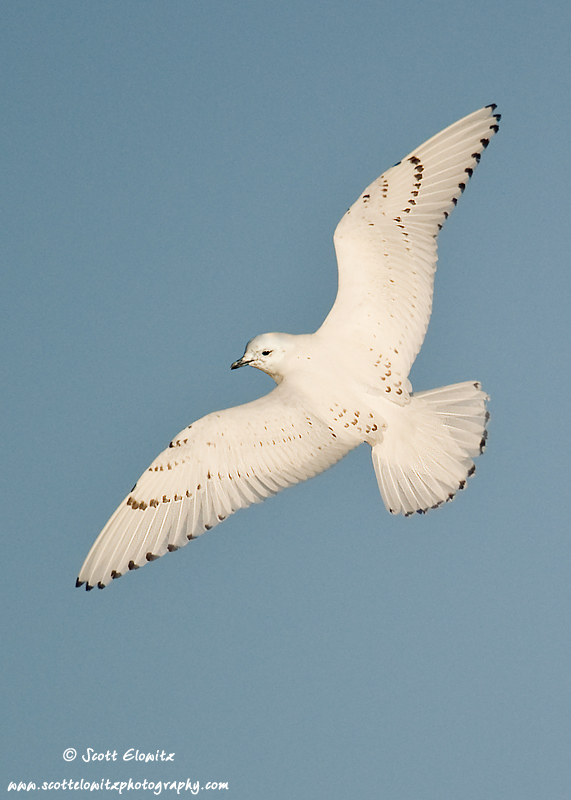 Ivory Gull