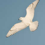 Ivory Gull