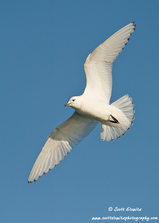 Ivory Gull