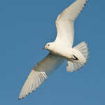 Ivory Gull