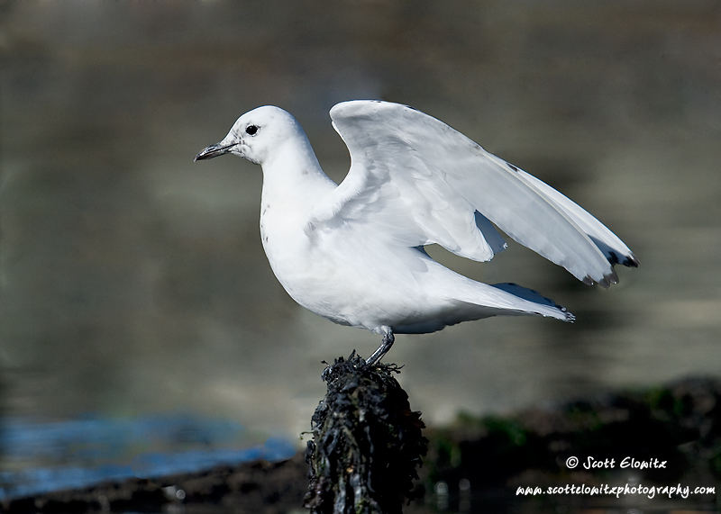 Ivory Gull