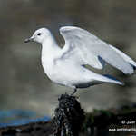 Ivory Gull