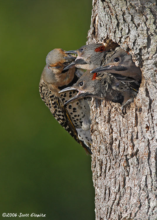 Northern Flicker