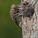 Northern Flicker