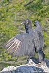 Black Vulture