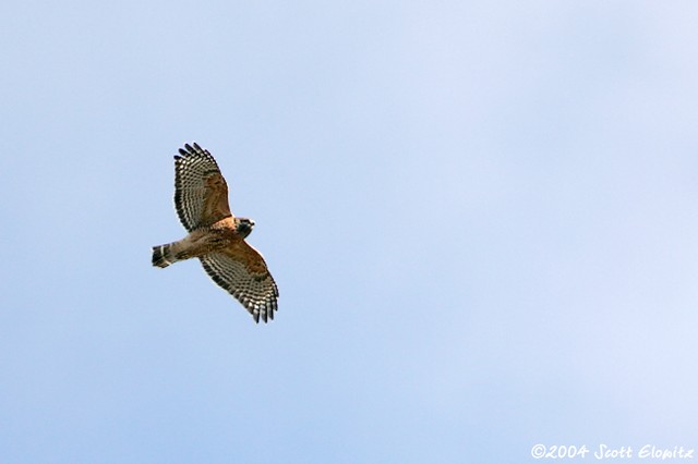 Red-shouldered Hawk