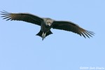 Black Vulture