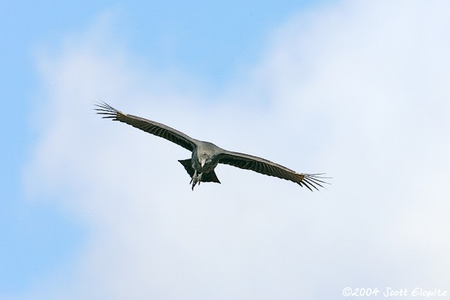 Black Vulture