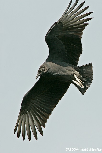 Black Vulture