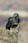 Black Vulture