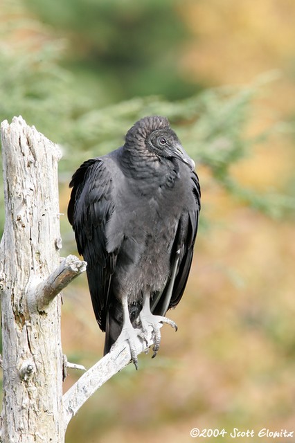 Black Vulture