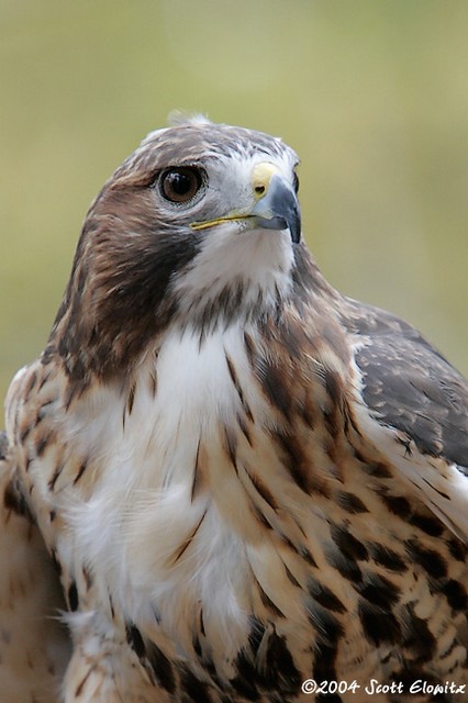 Red-tailed Hawk - captive