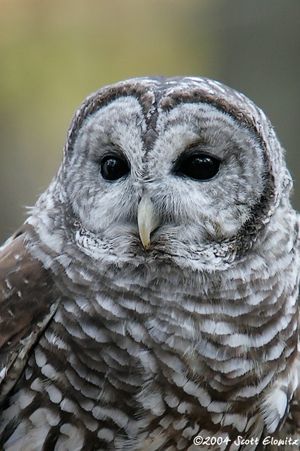 Barred Owl - captive