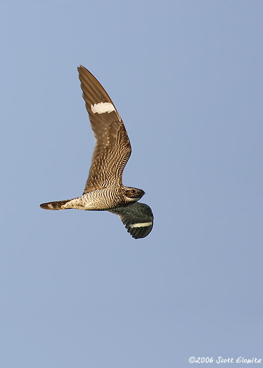 Common Nighthawk