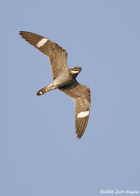 Common Nighthawk