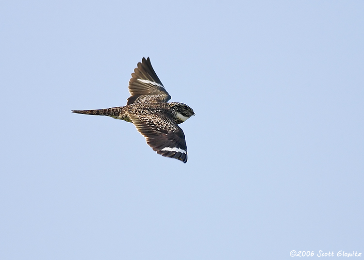 Common Nighthawk