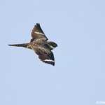 Common Nighthawk