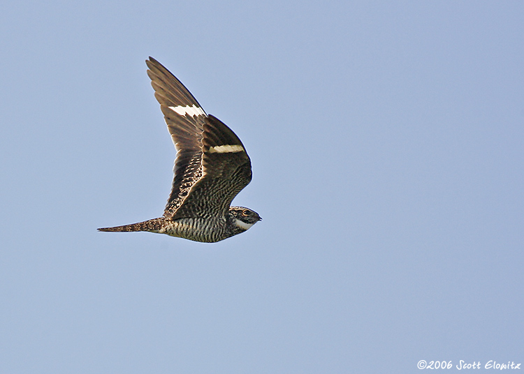 Common Nighthawk