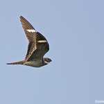 Common Nighthawk