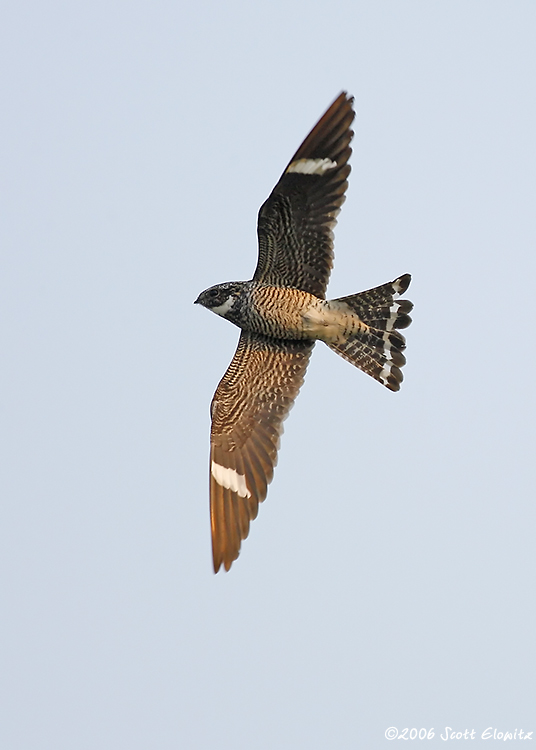 Common Nighthawk