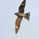 Common Nighthawk