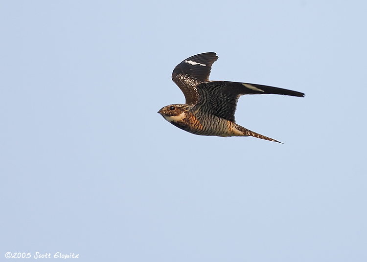 Common Nighthawk