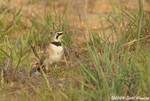 Horned Lark