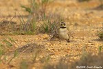 Horned Lark