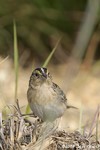 Grasshopper Sparrow