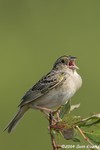 Grasshopper Sparrow