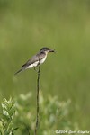 Eastern Kingbird