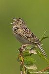 Grasshopper Sparrow