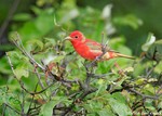Summer Tanager