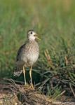 Upland Sandpiper