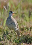 Upland Sandpiper