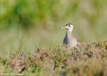 Upland Sandpiper