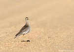 Upland Sandpiper