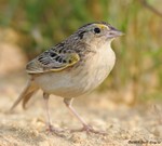 Grasshopper Sparrow