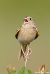 Grasshopper Sparrow