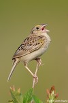 Grasshopper Sparrow