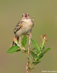 Grasshopper Sparrow