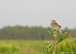 Grasshopper Sparrow