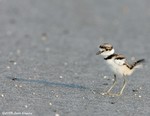 Killdeer