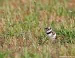 Killdeer