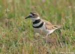 Killdeer