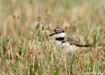 Killdeer