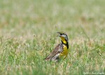 Eastern Meadowlark